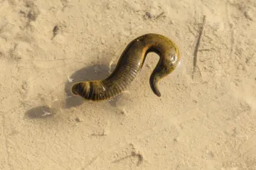 Zastrašujuće otkriće: Jezivi parazitski crv koji jede meso prvi puta pronađen u čovjeku!