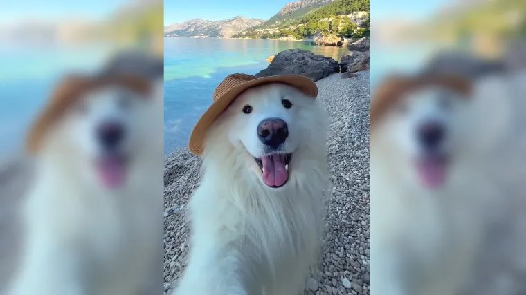 Nikad slađa promocija našem turizmu: Neodoljivi samojed ispred milijun ljudi predstavio Hrvatsku