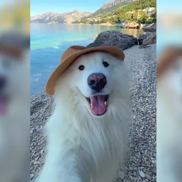 Nikad slađa promocija našem turizmu: Neodoljivi samojed ispred milijun ljudi predstavio Hrvatsku