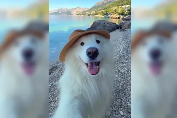 Nikad slađa promocija našem turizmu: Neodoljivi samojed ispred milijun ljudi predstavio Hrvatsku