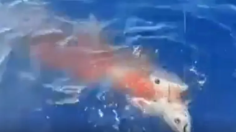 Ralje kraj Žirja: Golema morska psina pregrizla tunu na pola pa se okomila na brod