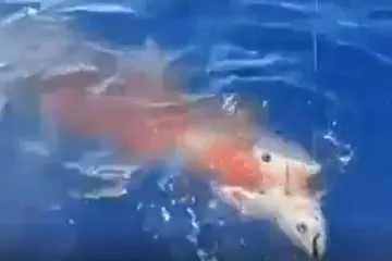 Ralje kraj Žirja: Golema morska psina pregrizla tunu na pola pa se okomila na brod