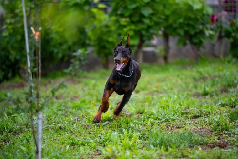 Provjerite inteligenciju svog psa: Ovo su znakovi koji odaju pravog genijalca