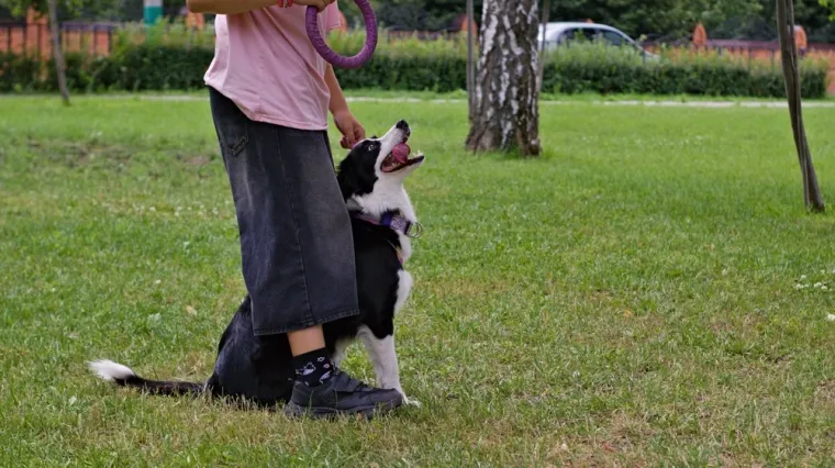 Provjerite inteligenciju svog psa: Ovo su znakovi koji odaju pravog genijalca