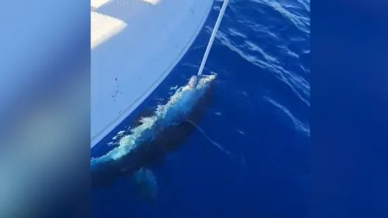 Anton Roca opisao dramatičan napad velike morske psine: Prepolovio je tunu i napao brod