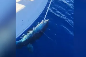 Anton Roca opisao dramatičan napad velike morske psine: Prepolovio je tunu i napao brod