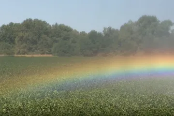 Unatoč suši, njihova su polja zelena: Ovo je tajna slavonske županije