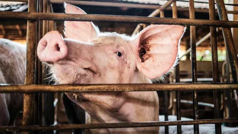 Doktori prvi put transplantirali svinjsko plućno krilo u čovjeka: Otkriveno koliko je izdržalo