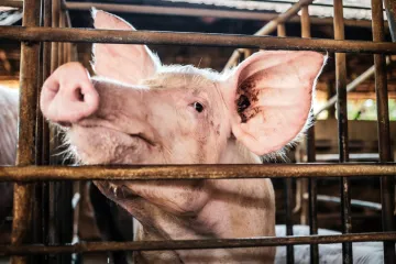 Doktori prvi put transplantirali svinjsko plućno krilo u čovjeka: Otkriveno koliko je izdržalo