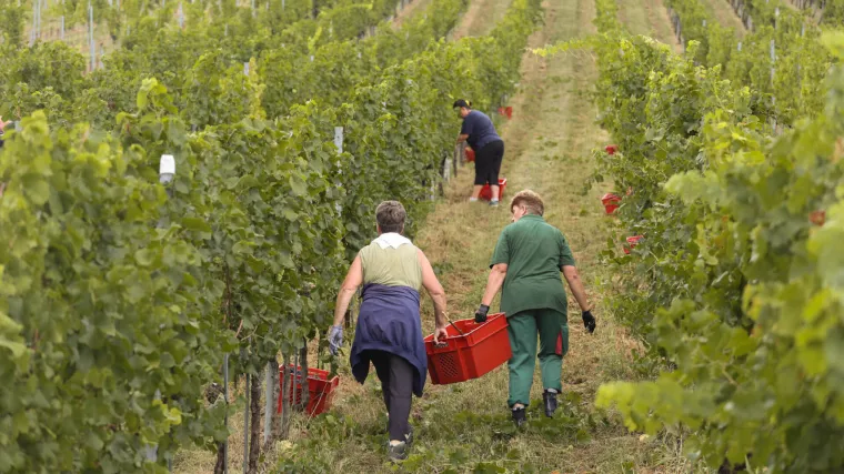 Prvi berači stigli u vinograde, vinari uvjereni: Stiže najbolja berba desetljeća