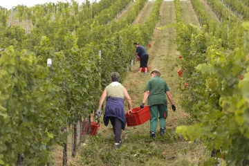 Prvi berači stigli u vinograde, vinari uvjereni: Stiže najbolja berba desetljeća