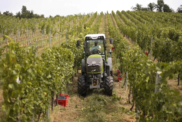 Prvi berači stigli u vinograde, vinari uvjereni: Stiže najbolja berba desetljeća