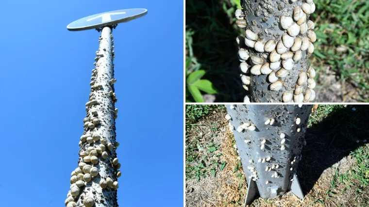 Njima je ovo Zrće: Možete li shvatiti što je na gradskom stupu? Gore se odvija pravi party