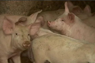 Cijene već dvije godine iste, ali stručnjak zloslutno predviđa: 'Neće ih imati tko kupiti'