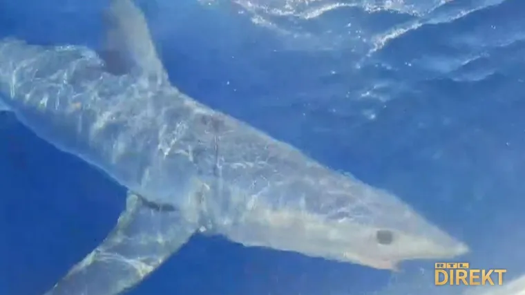 Harače po Jadranu: U Opatiji kit, na Žirju morski pas! Što ako ih sretnete?