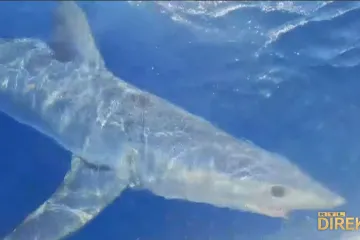 Harače po Jadranu: U Opatiji kit, na Žirju morski pas! Što ako ih sretnete?