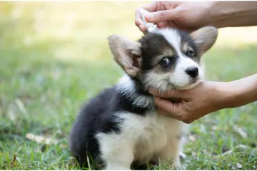 Veterinar opominje vlasnike ljubimaca: 'Češanje ušiju moglo bi biti znak upozorenja'