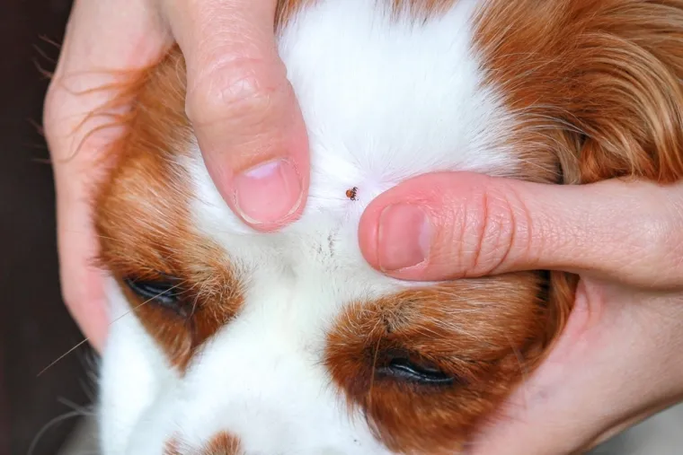 Veterinar opominje vlasnike ljubimaca: 'Češanje ušiju moglo bi biti znak upozorenja'