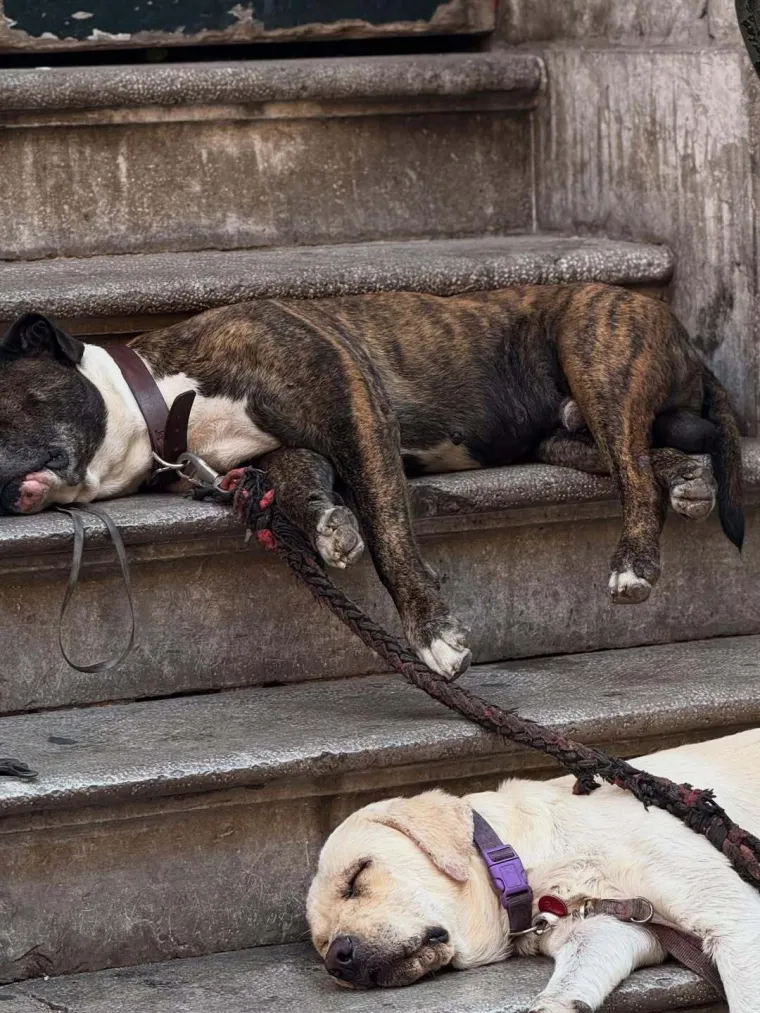 Evo gdje se Nikolina Pišek želi vratiti, oduševljena je: 'Predivno je, glasno, prljavo i nepredvidivo'