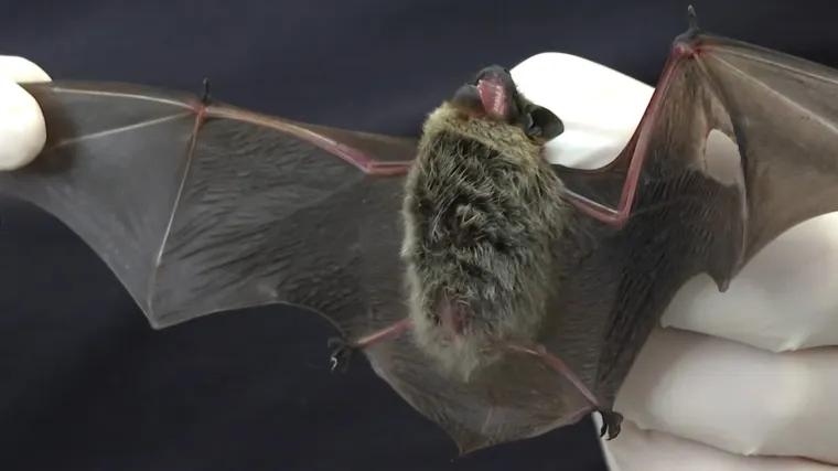 Upoznajte noćne letače: Nevidljivi razgovori šišmiša snimljeni u Maksimiru