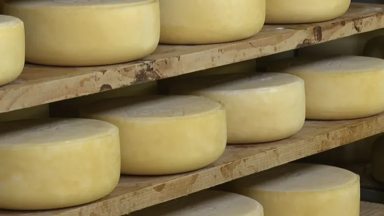 Najveće potpore za poljoprivredne i prehrambene proizvode dobit će proizvođači paškog sira