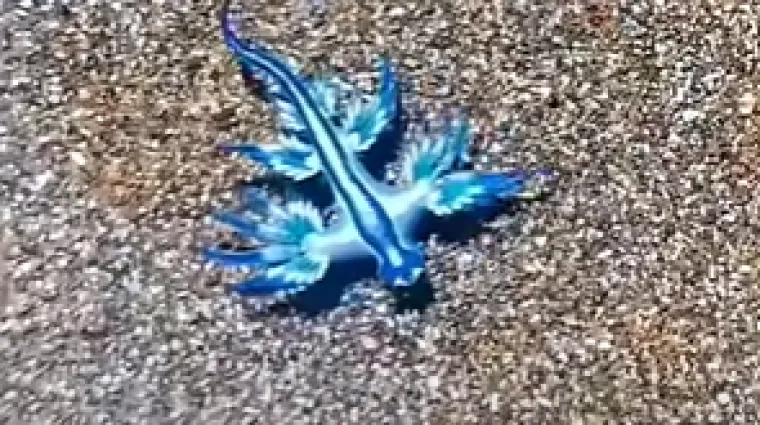 Rijedak prizor na Mediteranu: Ovi plavi morski zmajevi okupirali su plaže, prekrasni su, ali...