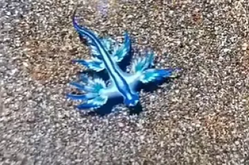 Rijedak prizor na Mediteranu: Ovi plavi morski zmajevi okupirali su plaže, prekrasni su, ali...