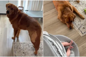 Preslatki retriver bebi je prava dadilja: Pogledajte dirljive snimke kako je čuva