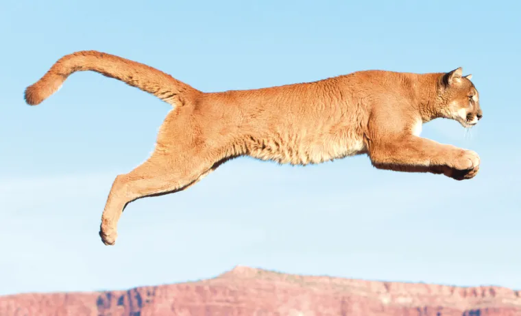 Znate li koja je najbrža životinja na svijetu?