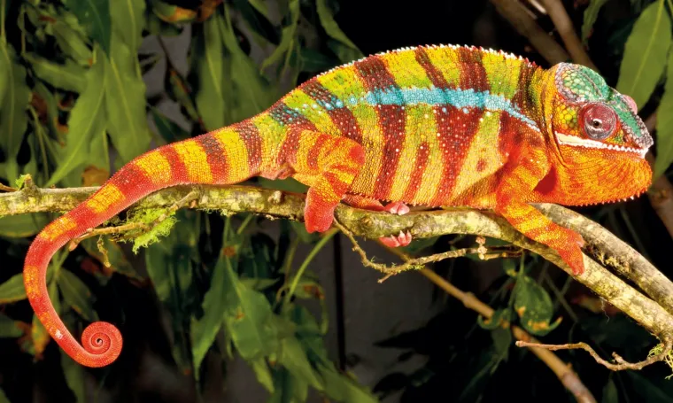 Znate li koja je najbrža životinja na svijetu?