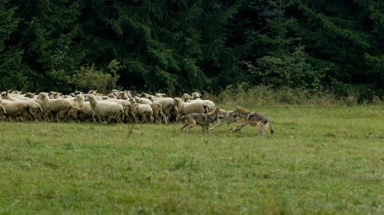 Vukovi se spustili u selo, jedan napao dijete: 'Nismo sigurni ni u vlastitom dvorištu'