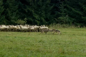 Vukovi se spustili u selo, jedan napao dijete: 'Nismo sigurni ni u vlastitom dvorištu'