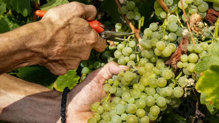 Počela berba grožđa, radnici se traže preko oglasa: Evo kolika je satnica!