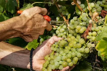 Počela berba grožđa, radnici se traže preko oglasa: Evo kolika je satnica!