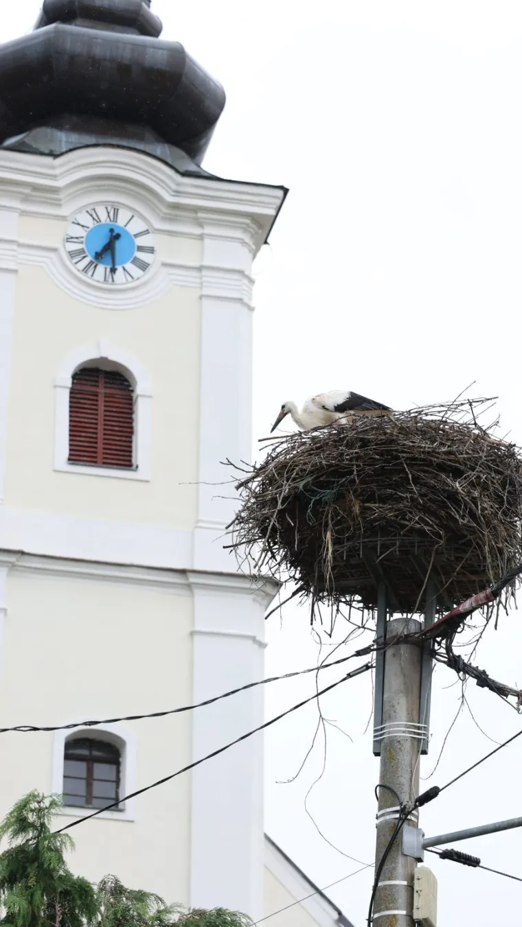 Malu rodu odbacili braća i mama, našao je Ibra: 'Sad pojede kilu papalina na dan!'