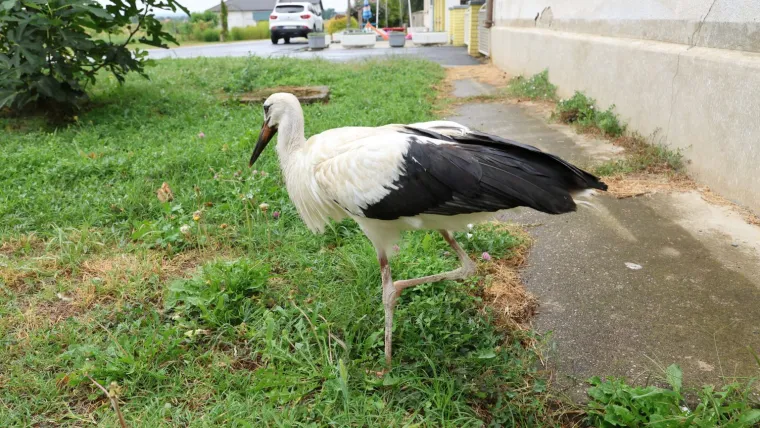 Malu rodu odbacili braća i mama, našao je Ibra: 'Sad pojede kilu papalina na dan!'