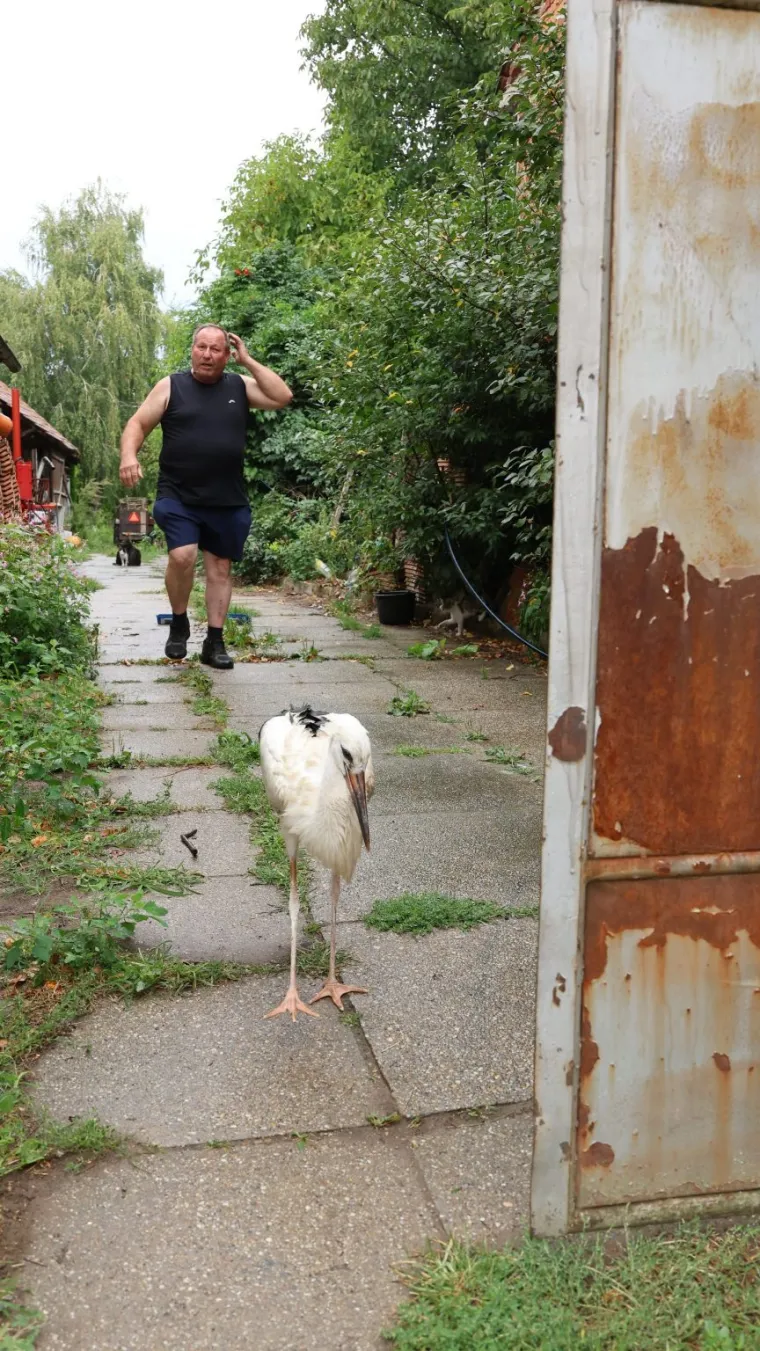 Malu rodu odbacili braća i mama, našao je Ibra: 'Sad pojede kilu papalina na dan!'