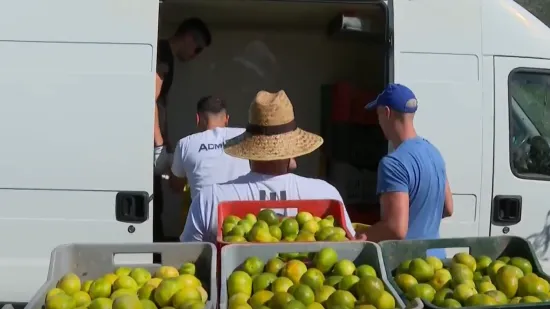 Mandarine će opet brati i Nepalci, još jedna neizvjesna godina u dolini Neretve: 'Ljudi se bore'