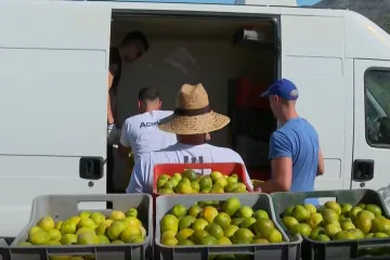 Mandarine će opet brati i Nepalci, još jedna neizvjesna godina u dolini Neretve: 'Ljudi se bore'