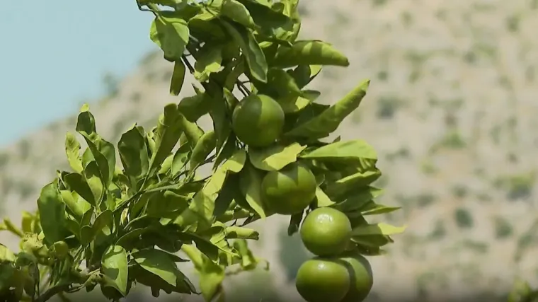 Ide berba mandarina, a u dolini Neretve na mukama: Doznali smo kolike dnevnice nude biračima!