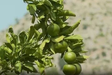 Ide berba mandarina, a u dolini Neretve na mukama: Doznali smo kolike dnevnice nude biračima!