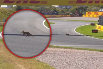 Neobična scena u kvalifikacijama: Leclerc umalo udario lisicu na stazi