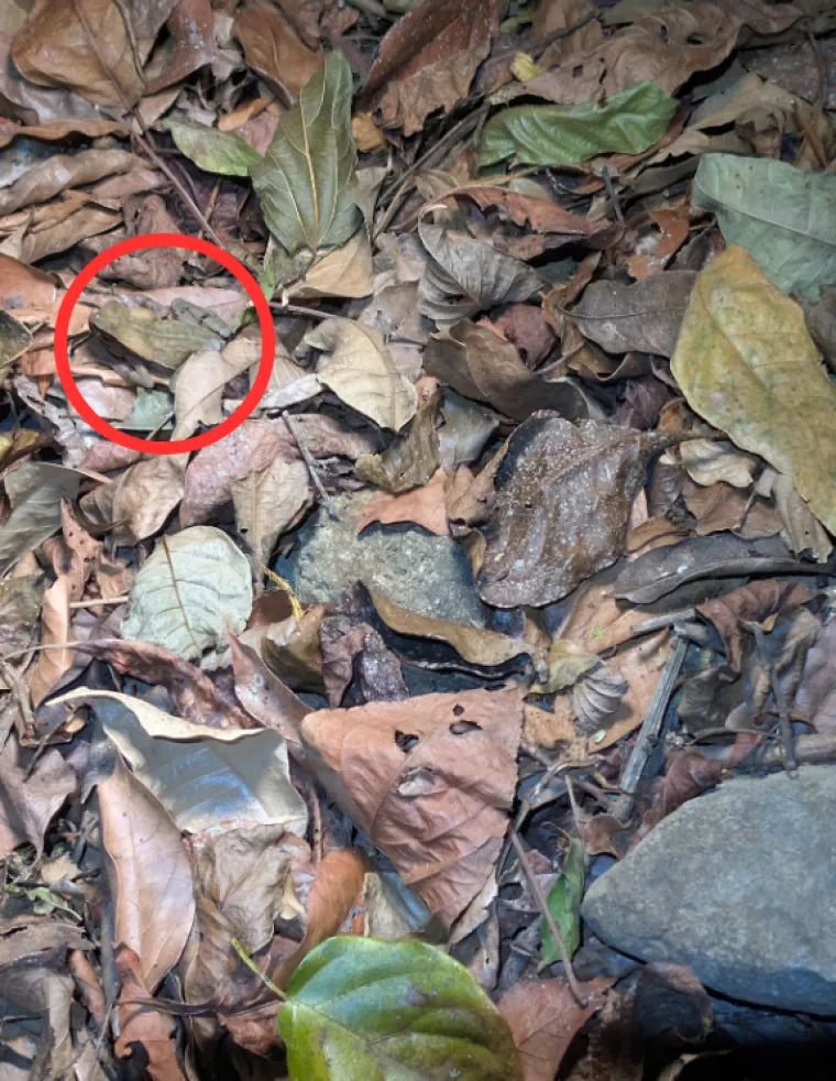 Ovaj zadatak izludio je tisuće korisnika: Ako uočite žabu u roku od tri sekunde, imate oči sokolove