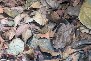 Ovaj zadatak izludio je tisuće korisnika: Ako uočite žabu u roku od tri sekunde, imate oči sokolove