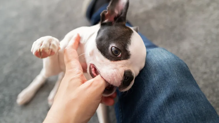 Olakšajte tegobe štencima kojima niču zubići: 'Umiruje ih i neće izgristi namještaj'