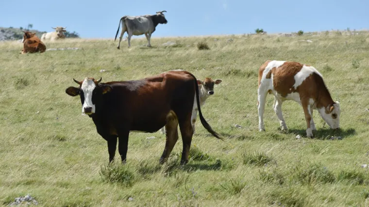 Stado krava napalo bračni par u Austriji: Muškarcu (85) nije bilo spasa