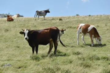 Stado krava napalo bračni par u Austriji: Muškarcu (85) nije bilo spasa