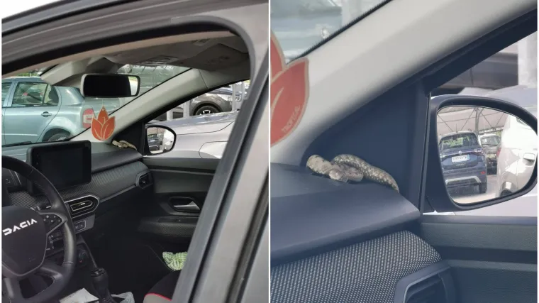 Suluda scena u Istri, pogledajte gdje je završio poskok: 'Očekujte ih još, zatvarajte vrata!'