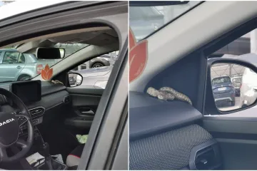 Suluda scena u Istri, pogledajte gdje je završio poskok: 'Očekujte ih još, zatvarajte vrata!'