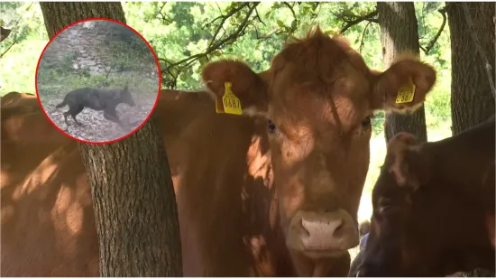 Vukovi u Lici ponovo napravili krvavi pir, stočari u šoku: 'Šteta je nekih 8-9 tisuća eura'